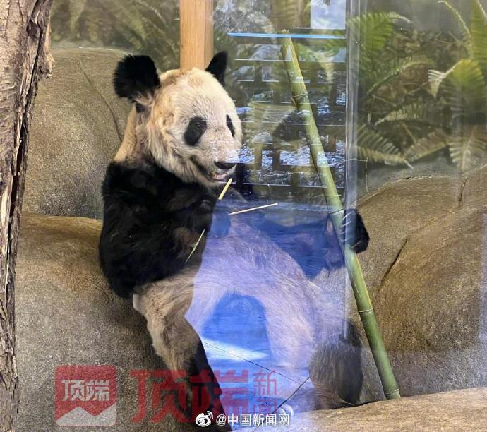 最新消息揭秘，熊貓丫丫是否已經回國？，熊貓丫丫最新消息，是否已回國揭曉？